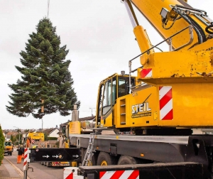 Mit einem Autokran musste der mächtige Weihnachtsbaum für den Weihnachtsmarkt in Wadgassen über die Häuser auf einen Tieflader gehoben werden. Foto: Rolf Ruppenthal