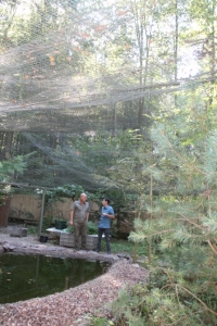 Schwarzstörche im Wildpark Differten