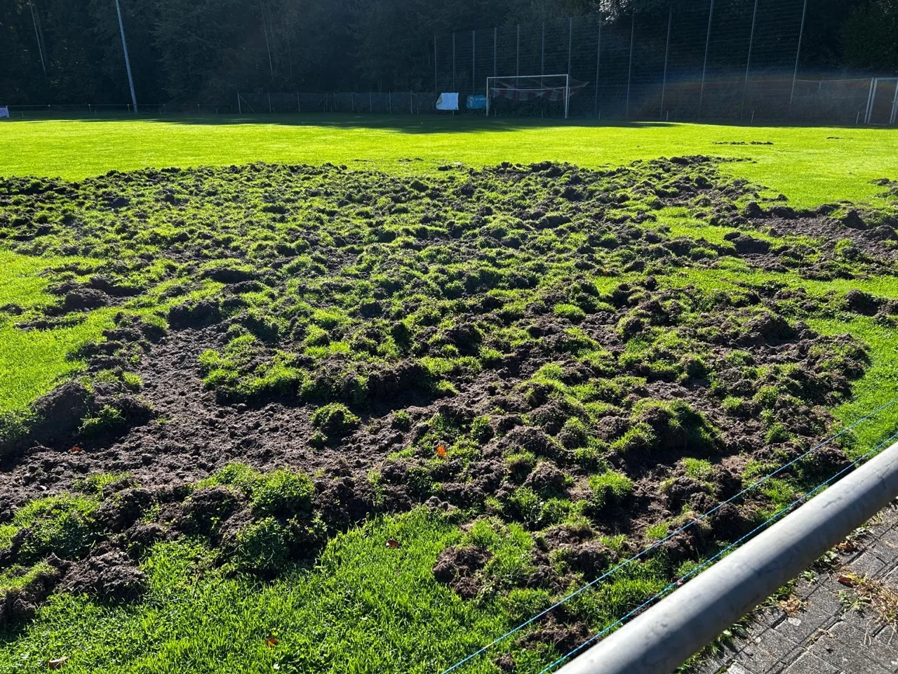 Der von Wildschweinen großflächig aufgewühlte Rasen des Sportplatzes in Differten.