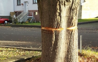 Wer hat diesen Baum ermordet?